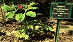 AHPA-ERB Foundation Forms The American Ginseng Advisory Panel