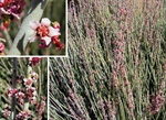 Aveda and the Estée Lauder Companies Support Conservation of Candelilla in Mexico